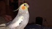 Bu Papağan Üzülünce Sahibinin iPhone Zil Sesini Taklit Ediyor