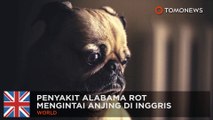 Penyakit anjing Alabama Rot di Inggris - TomoNews