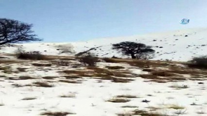 Bayburt’ta vaşak görüntülendi