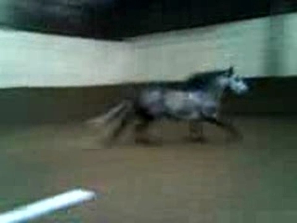 L'espagnol o galop
