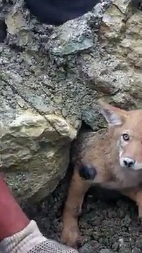 Émotion : deux hommes sauvent un petit coyote coincé sous les débris