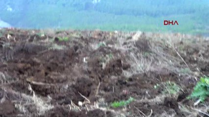 Kahramanmaraş-Ormandan Yıllık 600 Bin Euro Gelir Elde Edilecek