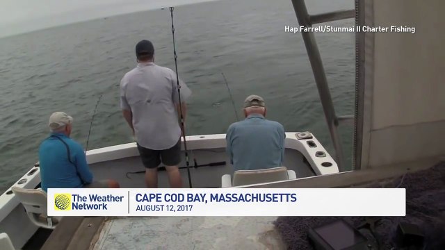Un requin blanc mord un poisson attrapé par des pêcheurs !