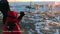 Ces bébés ours polaire vont à la rencontre de photographes au canada