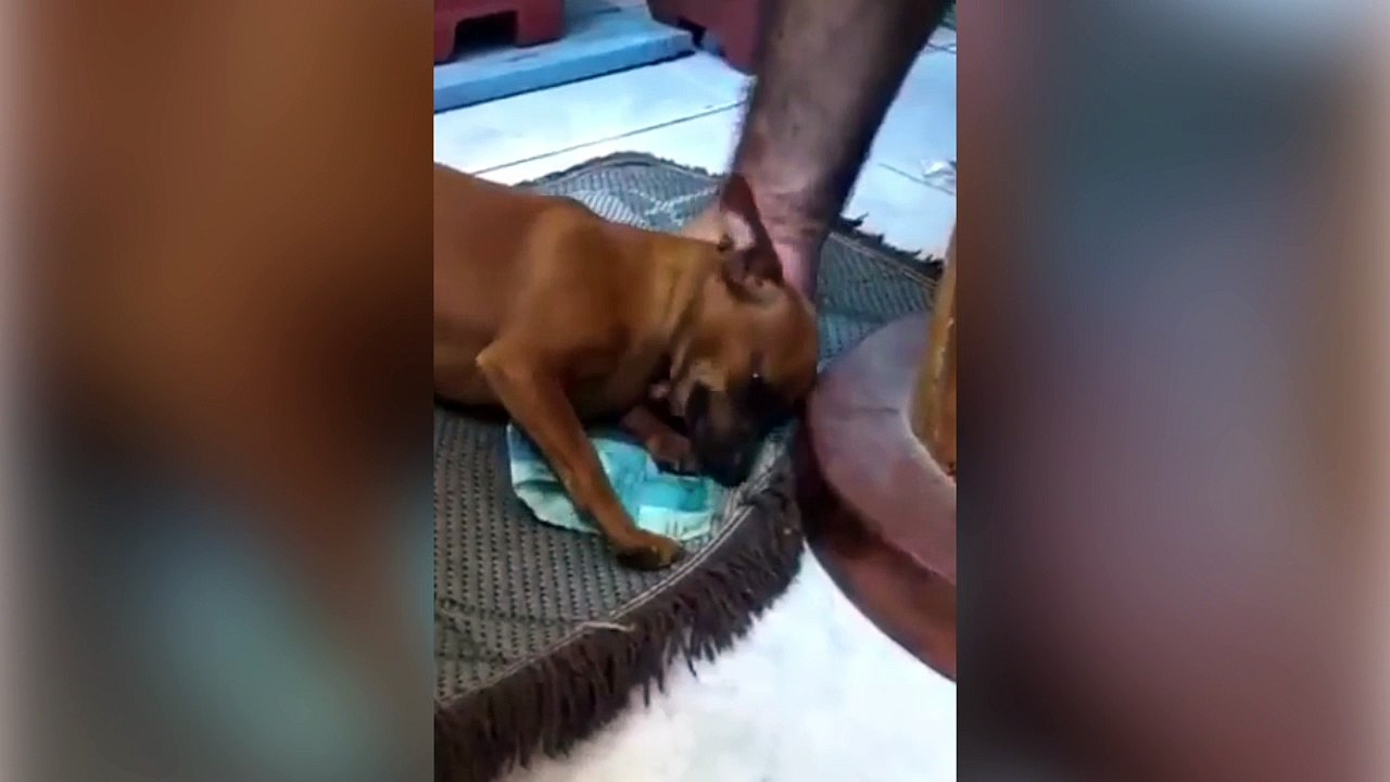 Quand ton chien aime un peu trop l'argent !