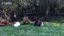 Three bears opens Christmas presents at Whipsnade Zoo