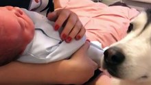 A reação de uma cadela husky ao conhecer o bebé da família