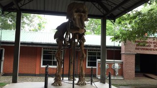 Skeleton of elephant at Udawalawe elephant transit home, Sri Lanka 4k/30fps