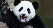 Panda Dışkısından Tuvalet Kağıdı ve Peçete Ürettiler