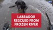 Lucky Labrador rescued from freezing Northumberland river