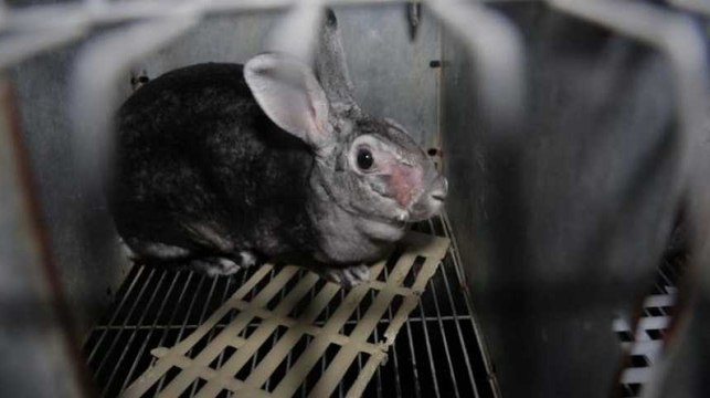 Les coulisses de l'élevage de lapins pour fourrure de luxe dévoilées dans une vidéo de L214