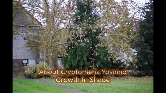 About  trees that  grow  Fast and are Deer Resistant...Cryptomeria Yoshino