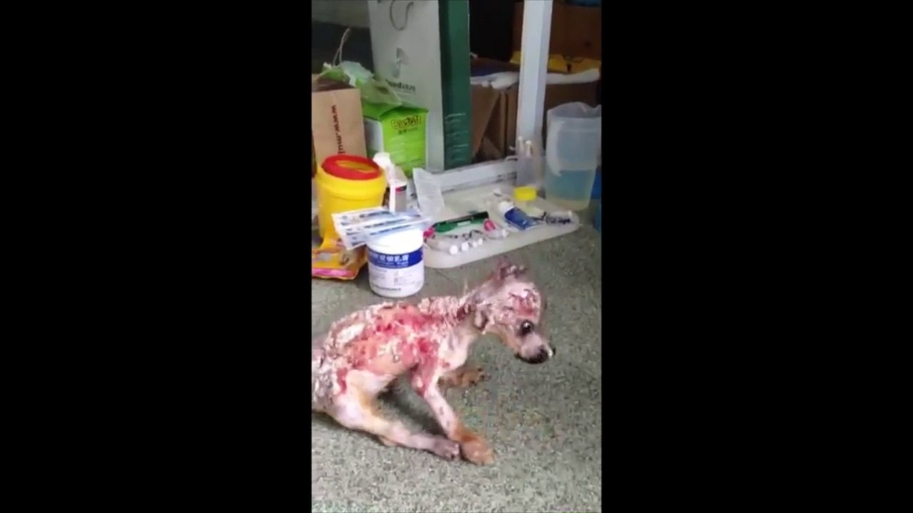 Il punit son chiot de 6 semaines en l’ébouillantant et en le jetant du 4ème étage de son immeuble…