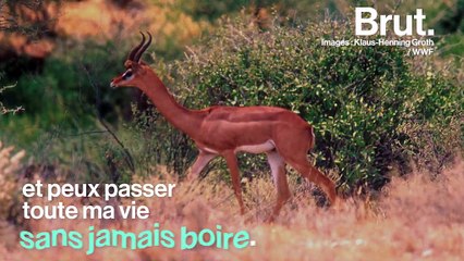 Le gérénuk, une "gazelle-girafe" qui peut passer toute sa vie sans boire une goutte d’eau