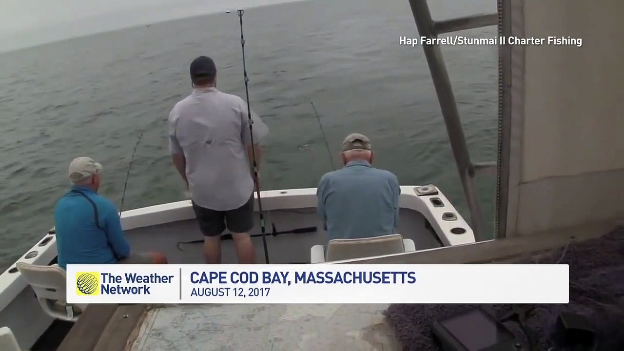 Un requin blanc mord un poisson attrapé par des pêcheurs !