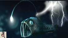 Top 5 Animale Uimitoare Cu Superputeri