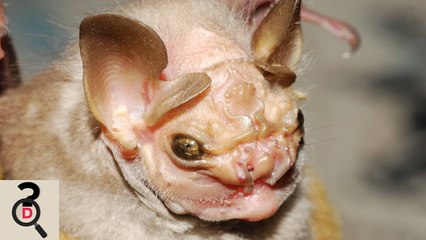 6 Dintre Cele Mai Ciudate Si Rare animale. Partea 2