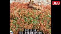 Miliona gaforre te kuqe pushtojne brigjet e detit (360video)