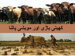 General Knowledge in Urdu for kids class 2  L 15, Cultivation and cattle farming, کھیتی باڑی اور مویشی پالنا