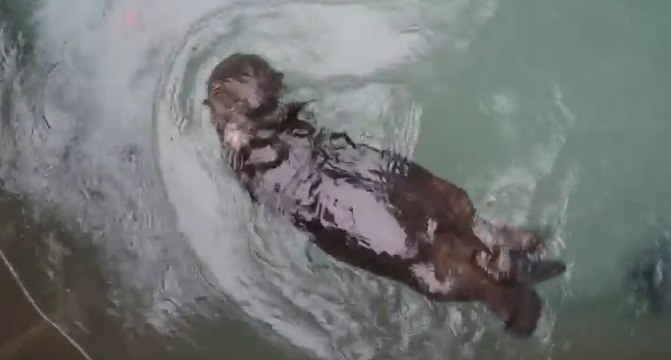 Take a Swim with Oregon Zoo's Orphaned Sea Otter Pup