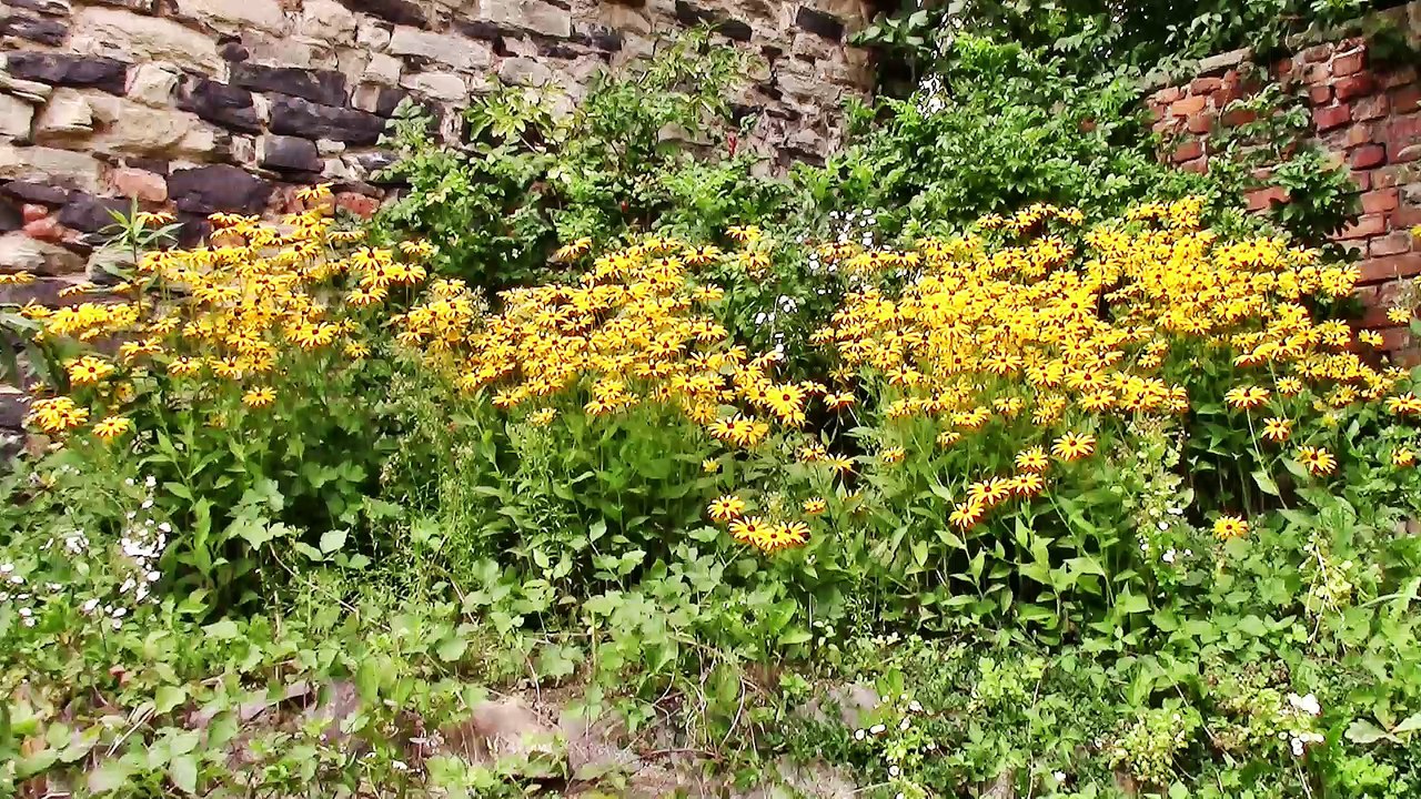 Auf großer Tour durch Zittau 2017 – 2