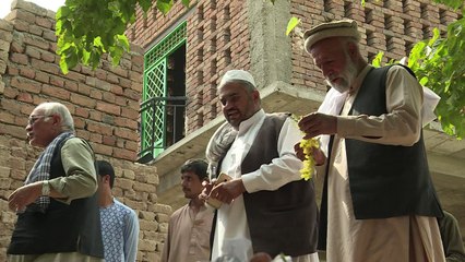 زبيب افغانستان يسعى الى العالمية