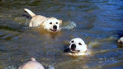 Un papa labrador apprend à nager à ses chiots