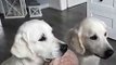 Deux chiens mangent des friandises en se prêtant une peluche