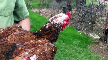 Pumpkin Thai hen feathered