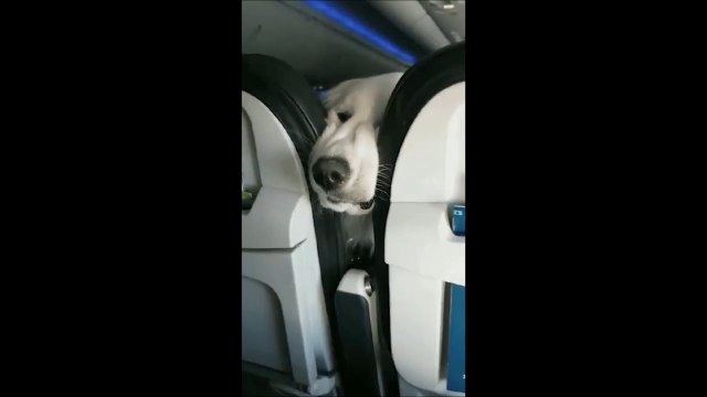 Ce chien dans l'avion veut son plateau repas