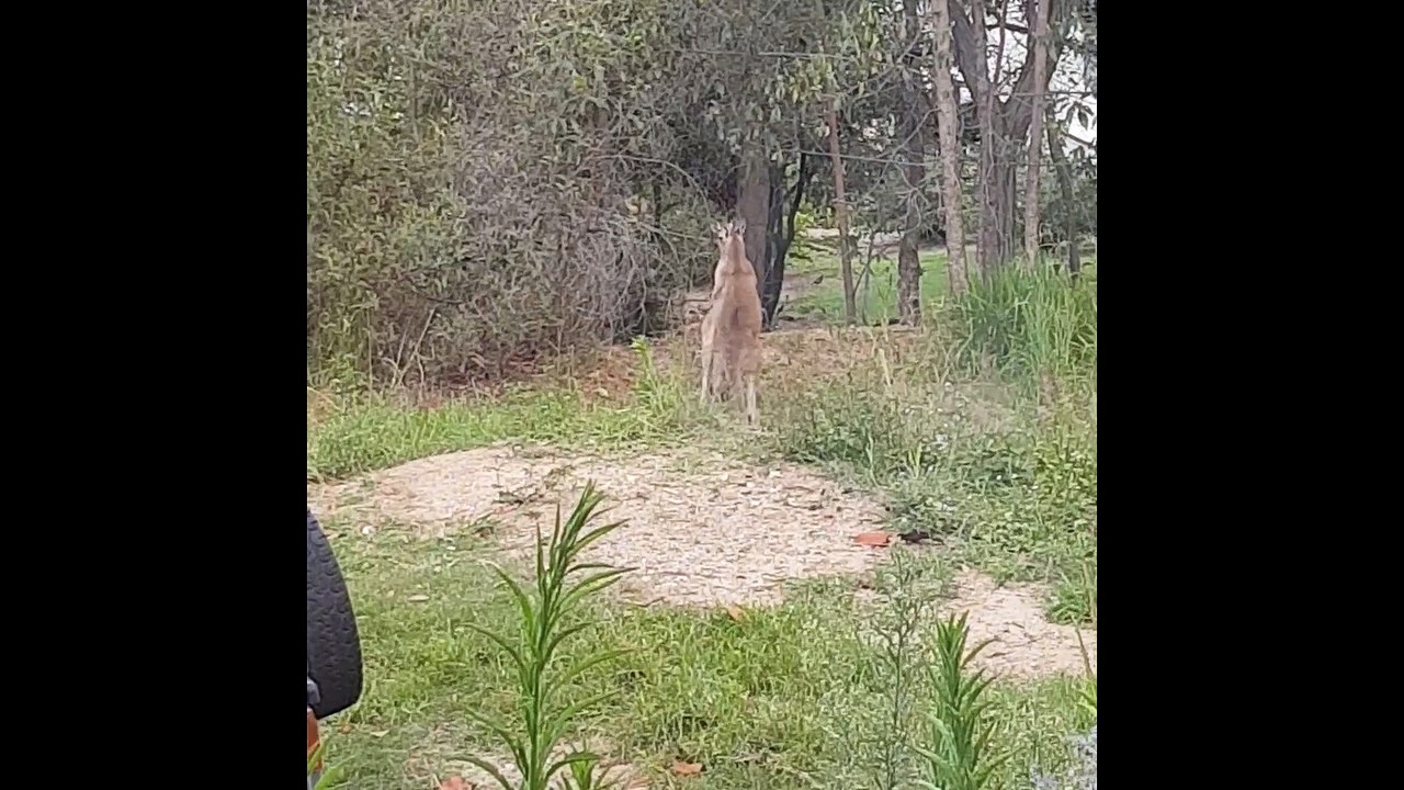 How to Break Up a Kangaroo Brawl