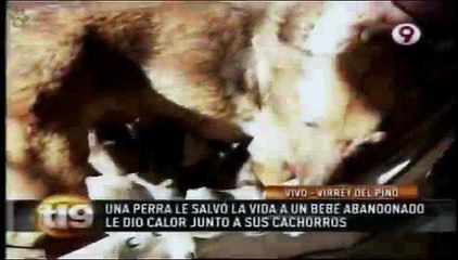 A nő kóbor kutyát talál 6 félig kihűlt kölyökkel – rájön hogy a kutya valami fontosat rejteget