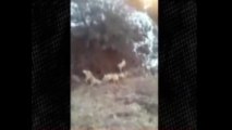 Sürüye Saldıran Dev Yaban Domuzunu Kangal Köpekleri Boğdu