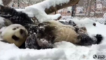 Giant Panda Has a Blast Playing in Snow