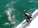 Un mérou géant vient avaler le gros baraccuda que ce pecheur est en train de remmener... Goliath Grouper impressionnant