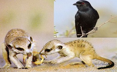 Suricatas E Ave Disputando Um Escorpião