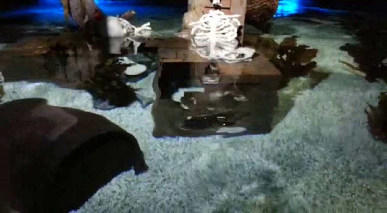 Danes fish  so cute video 2017