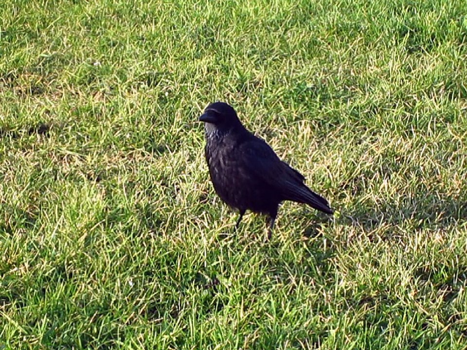 Corneille noire - Carrion crow - Corvus corone _  5272