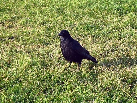 Corneille noire - Carrion crow - Corvus corone _ 5272
