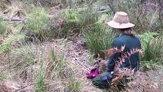 Endangered Rock Wallabies Released Back Into the Wild