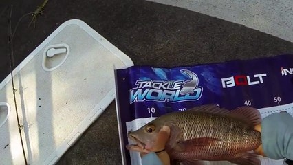 Jack on soft plastic Prawn Just the Fish Videos EP.249