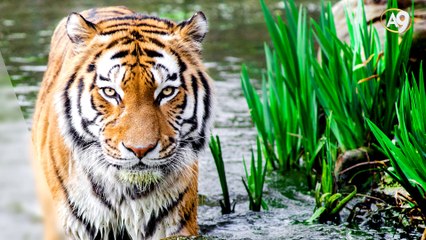 Yuval Noah Harari'nin Sapiens Kitabındaki bazı iddialara cevaplar