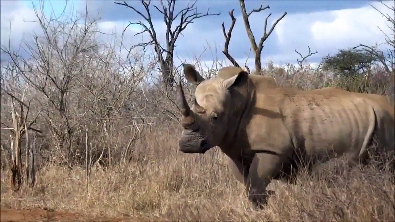 Top 5 Largest Land Mammals
