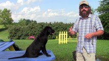 Training Your Labrador Retriever Puppy Part One