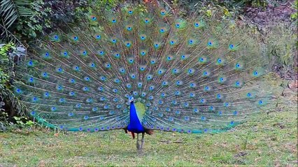 All About Birds for Children - Animal Learning for Kids - FreeSchool-jF0Id-hH9y4