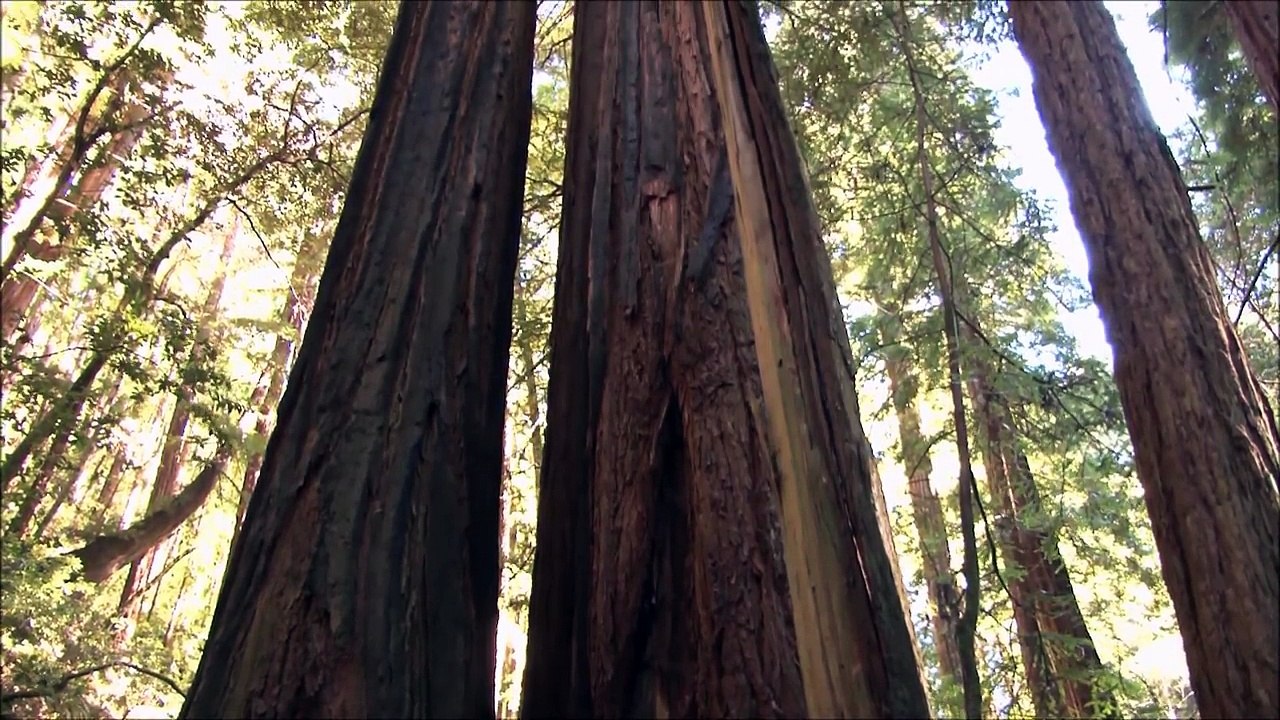 All About Cells and Cell Structure - Parts of the Cell for Kids - FreeSchool-3nBtY6LR030