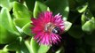 All About Insects for Children - Bees, Butterflies, Ladybugs, Ants and Flies for Kids - FreeSchool-rKQfJFAHW8Q