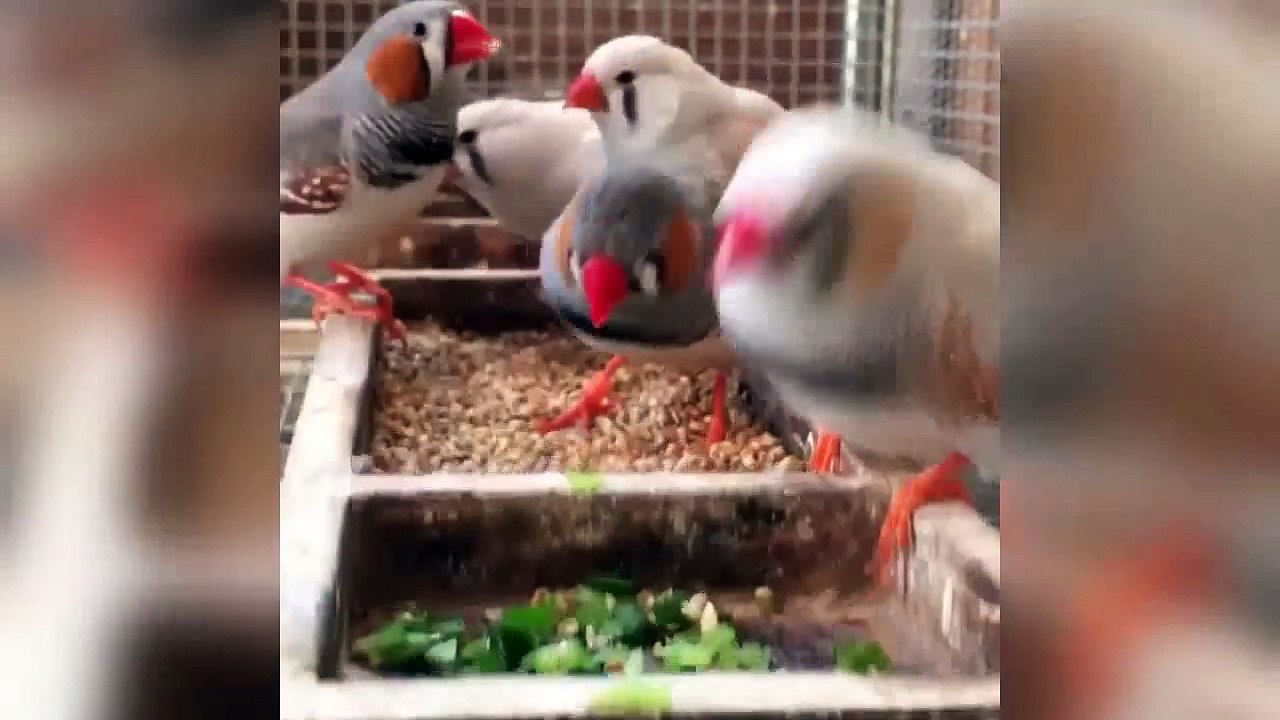 zebra finch birds breeding cages. birds day story (birds videos)