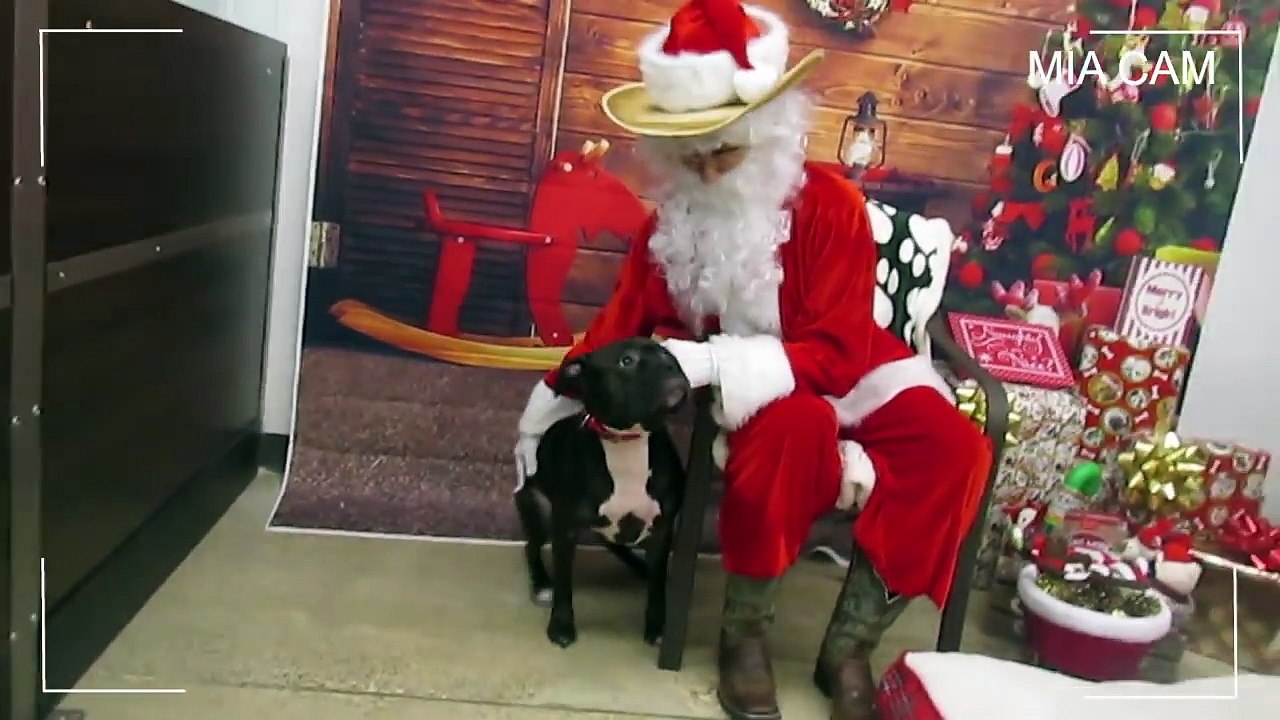 VLOGMAS 2017: DAY 17 - WE TOOK OUR DOG TO SEE SANTA