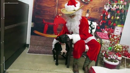 VLOGMAS 2017: DAY 17 - WE TOOK OUR DOG TO SEE SANTA